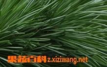 松针的功效与作用（松针的功效与作用禁忌）