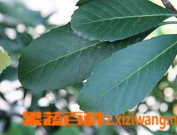 枇杷叶的功效（枇杷叶的功效与作用吃法）