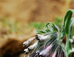 中药紫草性味归经（紫草的药性归经）