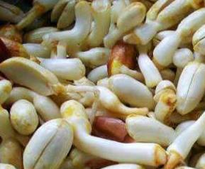 花生芽的功效与作用 花生芽的食用方法