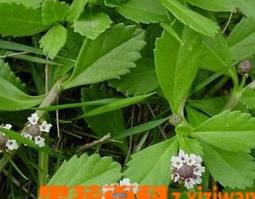 马鞭草的功效与作用（马鞭草的功效与作用,马鞭草的副作用）