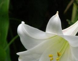 台湾百合的功效与作用(百合有什功效)