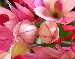 龙吐珠的功效与作用 龙吐珠的功效与作用图片