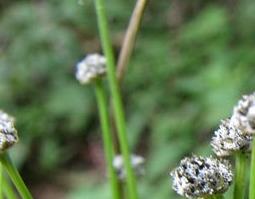 谷精草的功效与作用 谷精草的功效与作用及副作用
