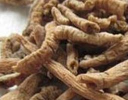 中药远志图片和功效作用 中药材远志的功效