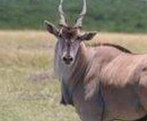 羚羊肉的功效与作用