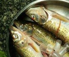 马郎鱼的功效营养与药用价值 马郎鱼的功效营养与药用价值及禁忌