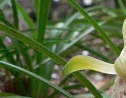 黄蝉兰的功效与作用 黄蝉花的功效与作用