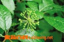 刺五加的功效与作用 刺五加的功效与作用和适用人群