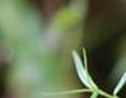 白花蛇舌草（白花蛇舌草的功效与作用）