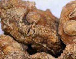 什么是黄精 什么是黄精图片