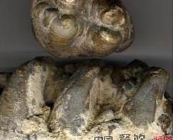 煅龙齿的功效与作用（生龙齿和煅龙齿的功效与作用）