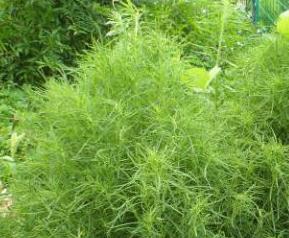 扫帚菜的功效与作用（扫帚菜的功效与作用图片）