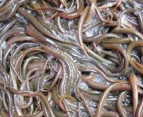 溪泥鳅的营养价值 溪泥鳅的营养价值与功效