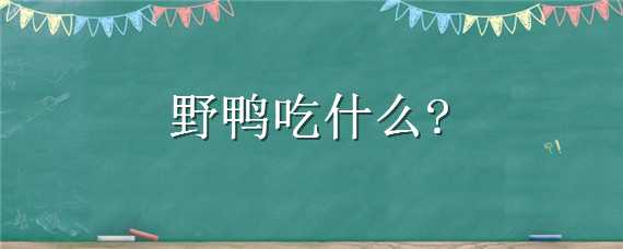 野鸭吃什么（野鸭吃什么不会飞）