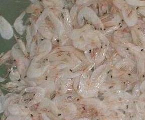 虾皮是什么(虾皮是什么样子的图片)