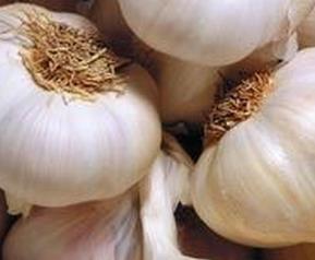 大蒜发芽以后能吃吗（大蒜发芽以后能吃吗视频）