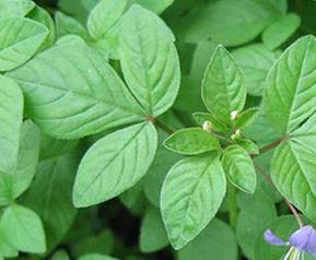 白花菜的功效与作用 龙葵的功效与作用