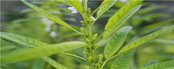 芝麻怎么种（芝麻怎么种植）