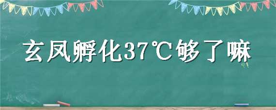 玄凤孵化37℃够了嘛（玄凤孵化率）