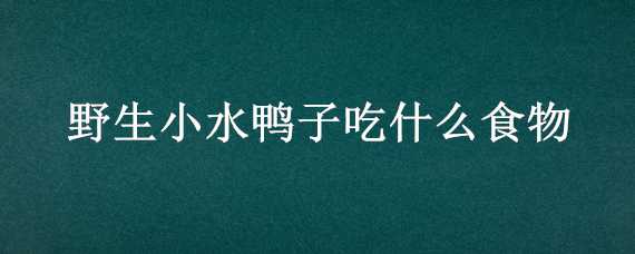 野生小水鸭子吃什么食物（野生小水鸭子吃什么食物为主）