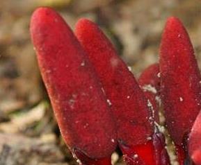 葛菌的功效与作用（葛根菌的功效和作用）