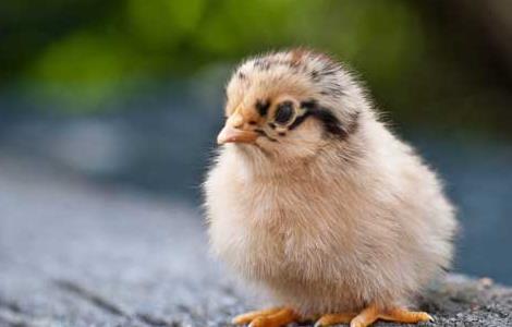 常见鸡病诊断和防治 常见鸡病诊断和防治方法