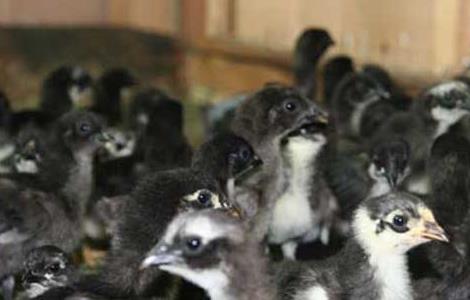 旧院黑鸡的繁殖技术（旧院黑鸡养殖基地）