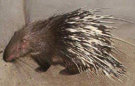 豪猪的繁殖管理的注意事项(豪猪的繁殖管理的注意事项是)