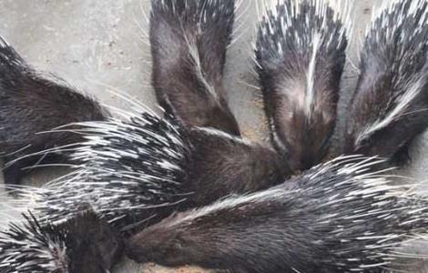 豪猪的饲料种类都有哪些? 豪猪的饲料种类都有哪些呢