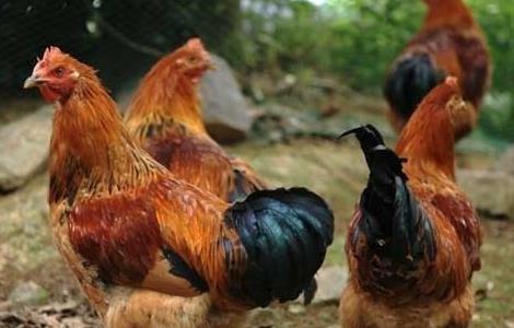 2015年养鸡赚钱吗