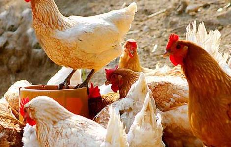 常见鸡病的治疗手册（鸡病防治实用手册百科）