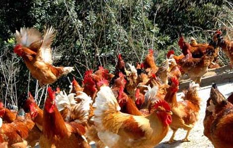 蛋鸡拉稀的防治方法 蛋鸡拉稀怎么治