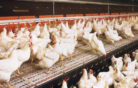 鸡传染性鼻炎治疗方法(鸡传染性鼻炎治疗方法有哪些)