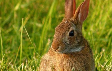 母兔不发情怎么办（母兔不发情怎么办）