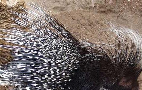 妊娠期种豪猪管理技术(妊娠母猪的管理)