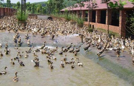 蛋鸭饲料配方有哪些 蛋鸭饲料配方有哪些种类