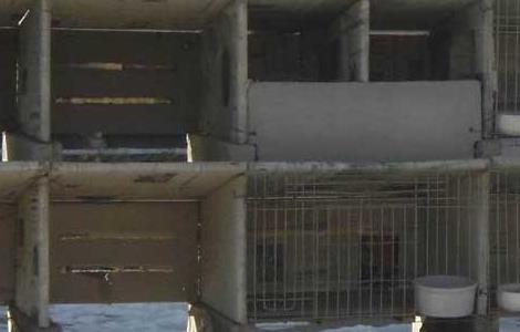 兔子养殖场建筑布局 兔子养殖场地建设