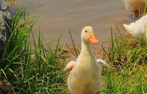 夏季养鸭“九注意”