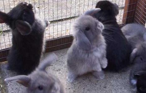 母兔不发情的原因