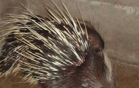 豪猪养殖技术 豪猪养殖技术资料