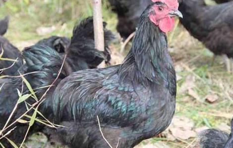 乌骨鸡饲料配方 乌骨鸡饲料配方比例表