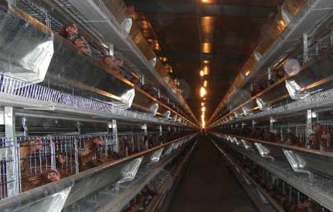 现代化养鸡场成本和设备 现代化养鸡场投资多少