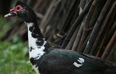 火鸭的养殖前景 火鸭养殖技术与成本