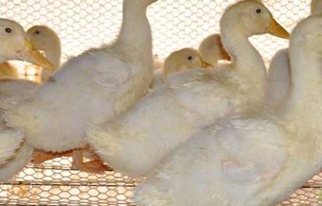 2017年肉鸭养殖前景（2017年肉鸭养殖前景如何）