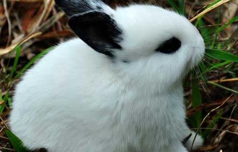 熊猫兔怎么养最好（熊猫兔怎么养最好视频）