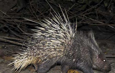 养豪猪要办什么手续 饲养豪猪需要办什么手续