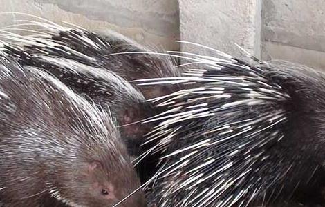 2017年养豪猪赚钱吗（2017年养豪猪赚钱吗）