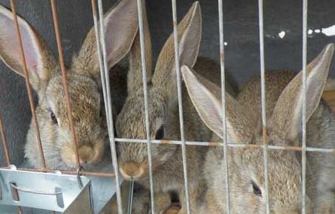 农村思麻兔养殖前景 麻兔养殖视频