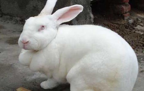 现在农村养兔子赚钱吗(现在农村养兔子赚钱吗知乎)